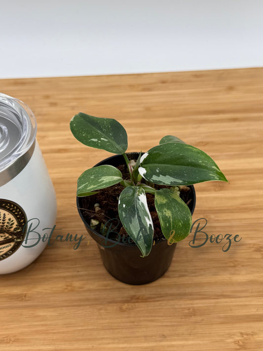 Philodendron White Princess
