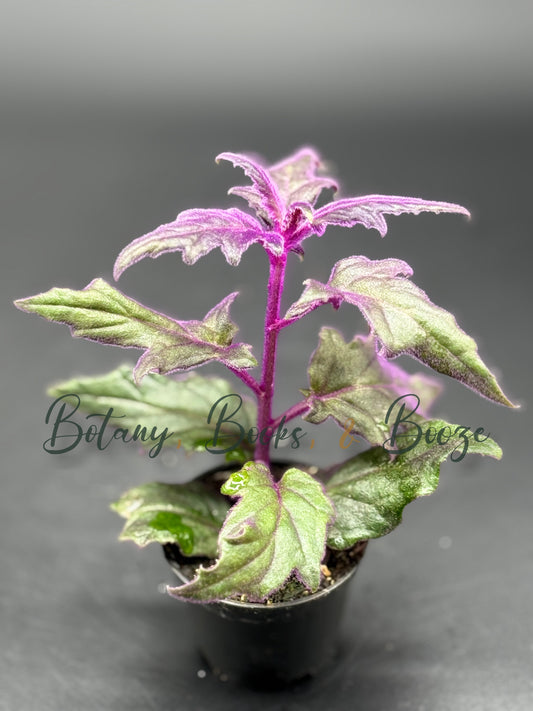 Purple passion (Gynura aurantiaca)