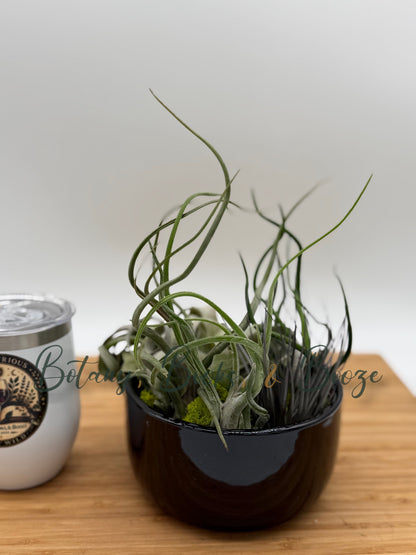 Large Fully Assembled Air Plant Bowl Garden