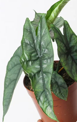 Alocasia Dragon's Breath