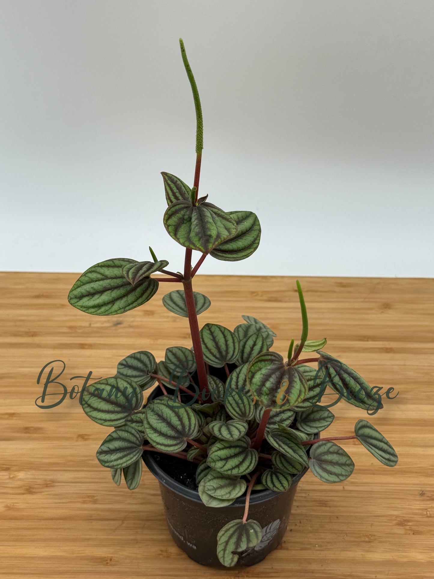 Peperomia albovittata Peacock