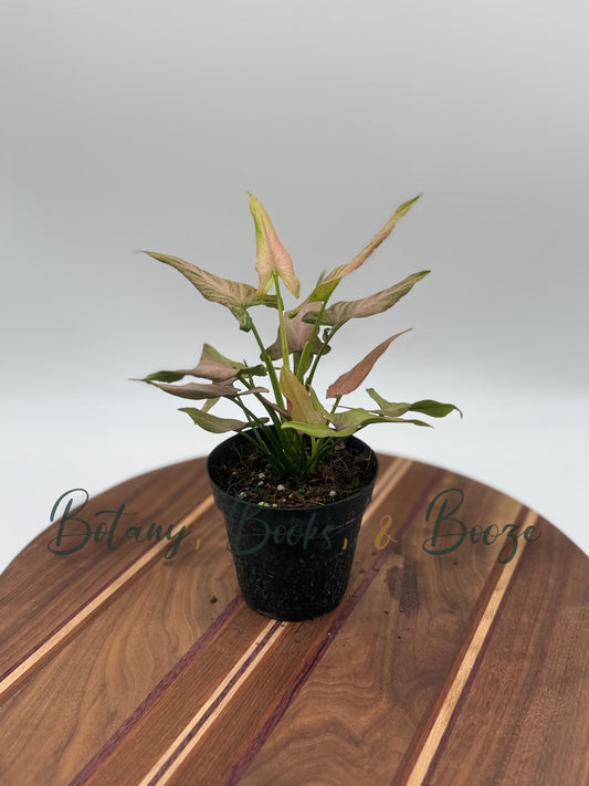 Syngonium pod. Mickey - Arrowhead Plant