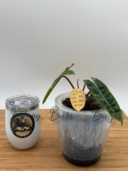 Philodendron billietiae 'Variegata'