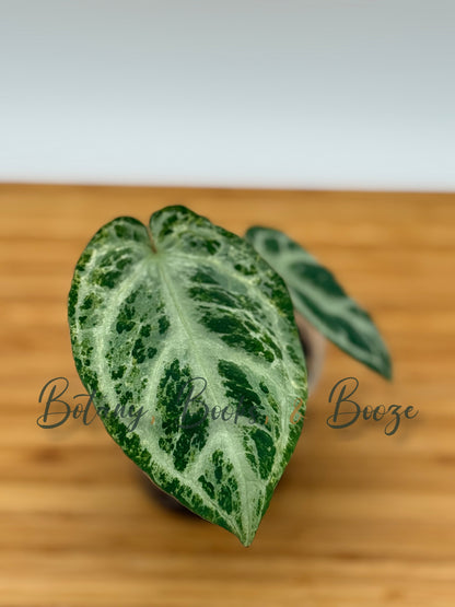 Anthurium Silver Blush Mint