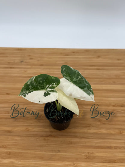 Alocasia Frydek Variegated