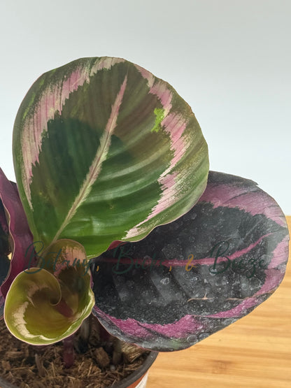 Calathea 'Princess Jessie' - Prayer Plant