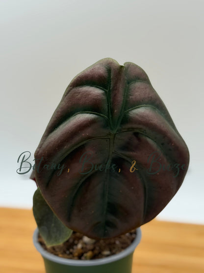Alocasia Cuprea Red Secret