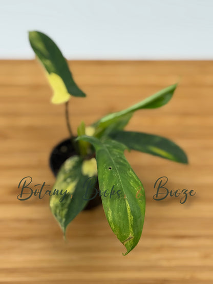 Philodendron domesticum Mango Shake