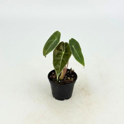 Alocasia longiloba Watsoniana Red Vein