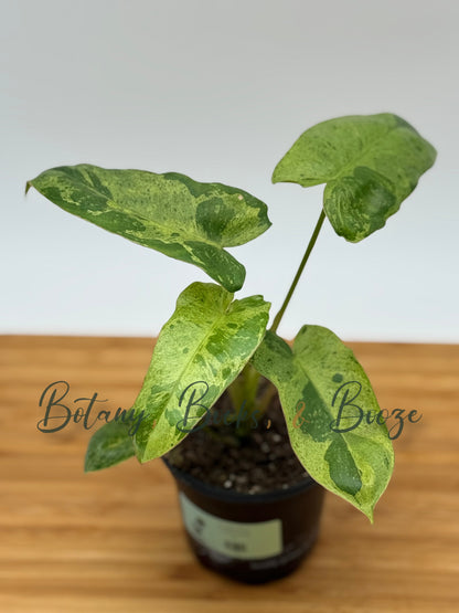 Philodendron Paraiso Verde