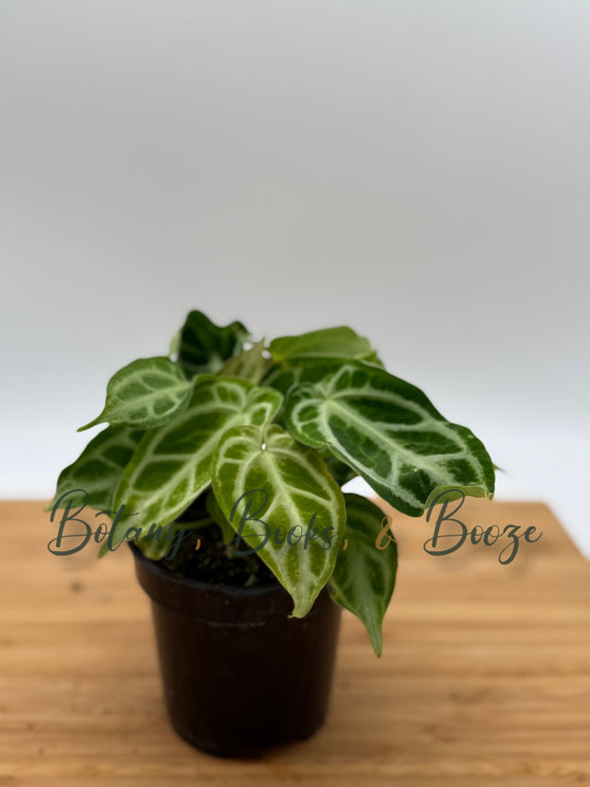 Anthurium crystallinum hybrid