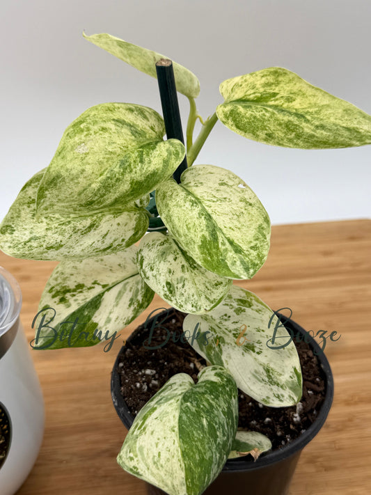 Scindapsus pict. 'Jade Satin Marble'