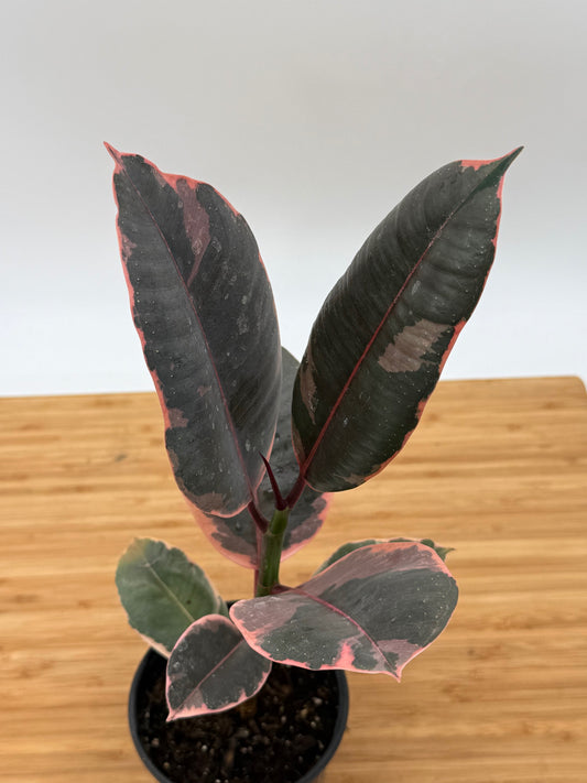 Ficus elastica 'Ruby' - Rubber Tree
