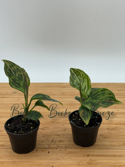 Aglaonema 'Red Army'