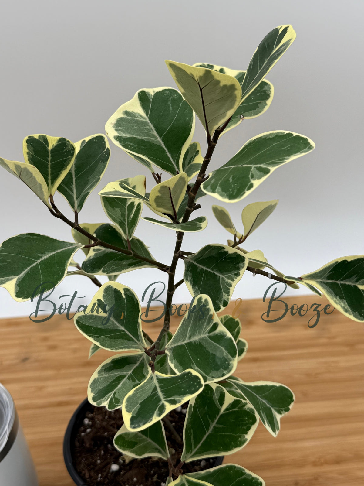Ficus triangularis variegata Triangle Fig