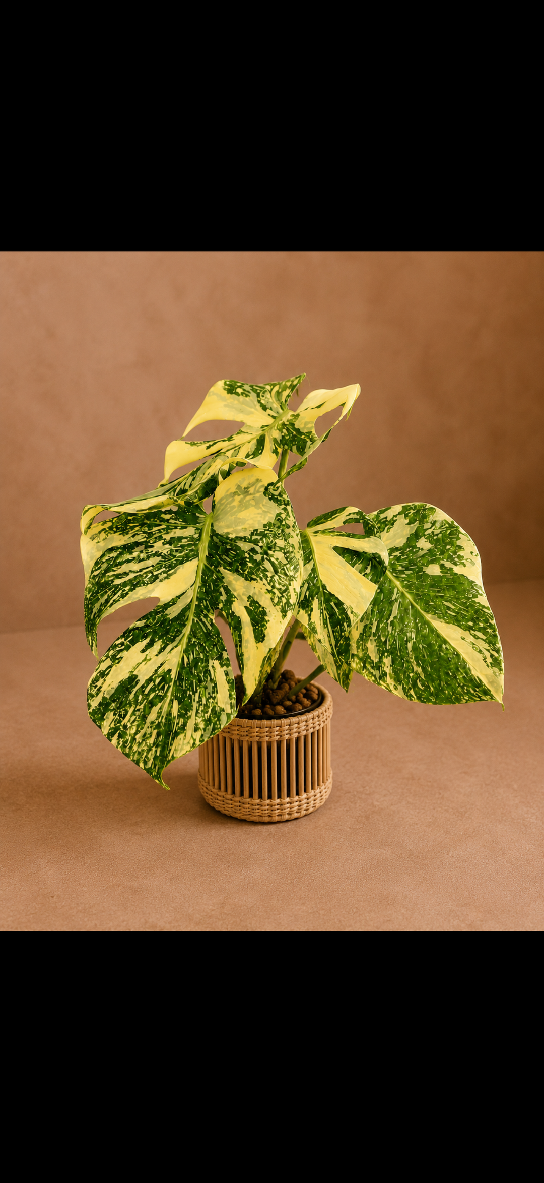 Monstera deliciosa Creme Brulee