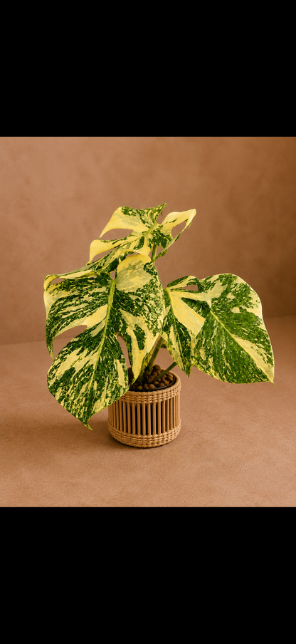 Monstera deliciosa Creme Brulee
