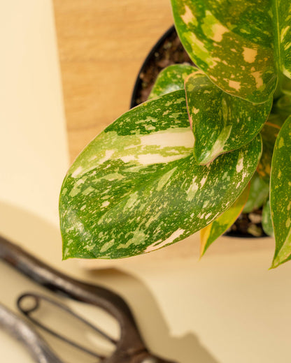 Philodendron Green Congo 'Copper Flame' Variegated