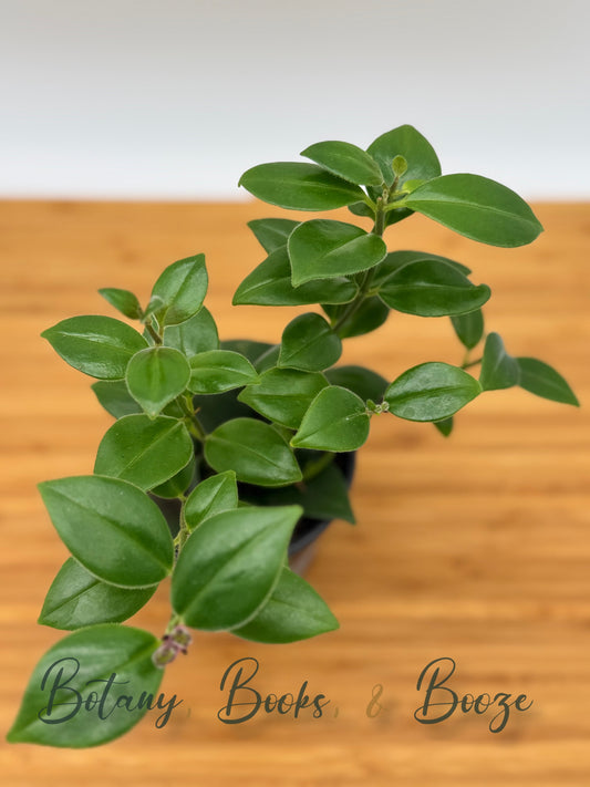 Aeschynanthus Mona Lisa Lipstick