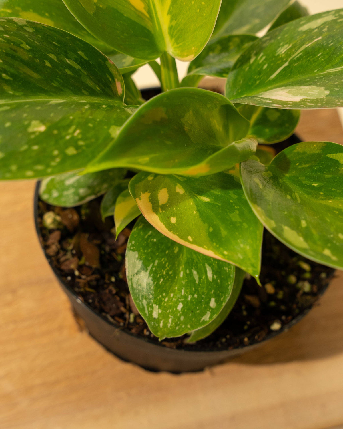 Philodendron Green Congo 'Copper Flame' Variegated
