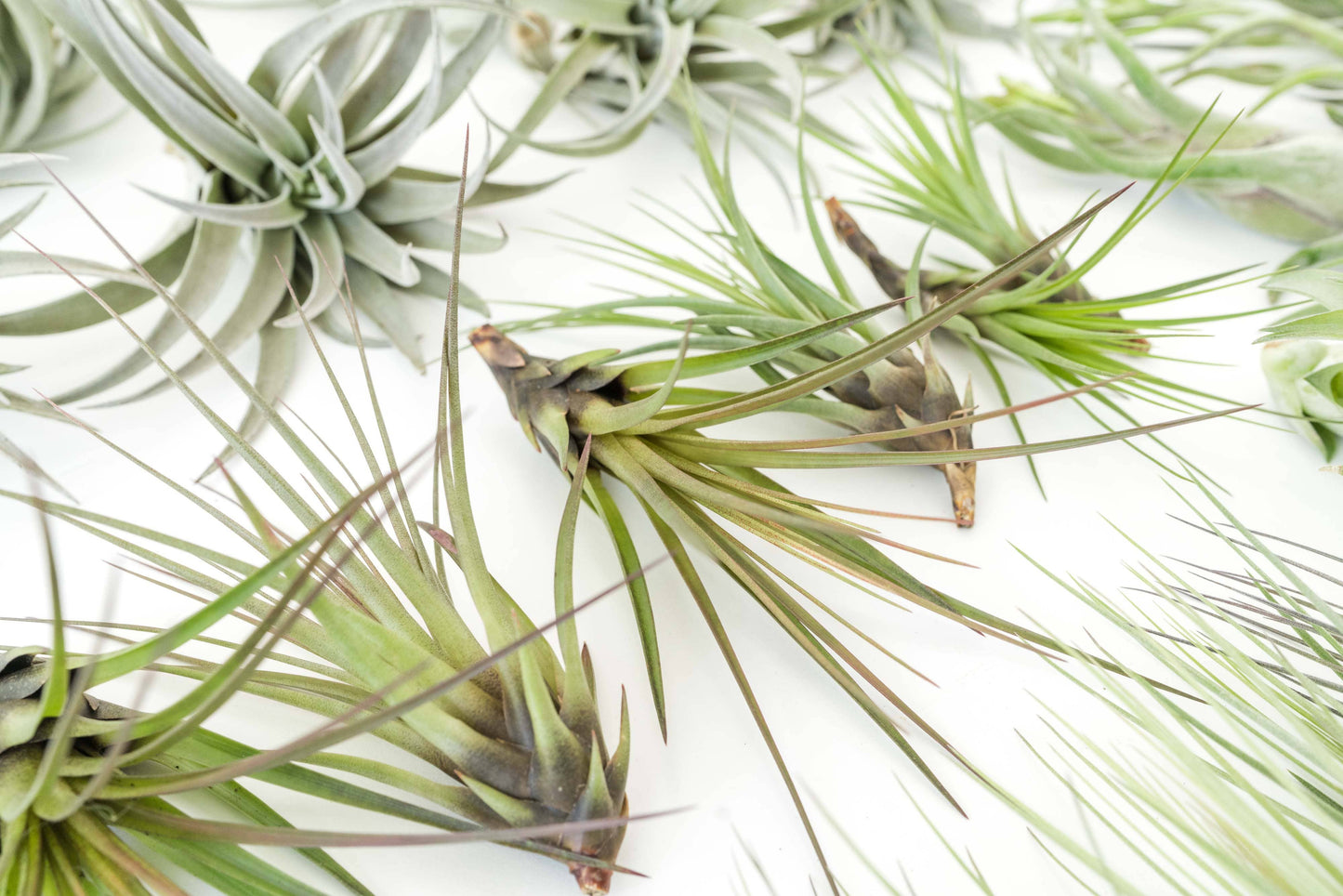 The Best Seller Tillandsia Air Plant Pack - 48 Plants