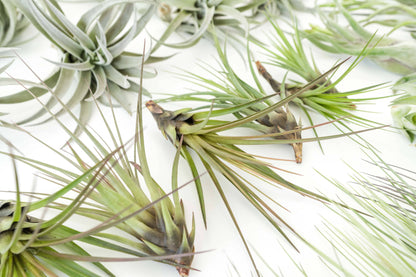 The Best Seller Tillandsia Air Plant Pack - 48 Plants