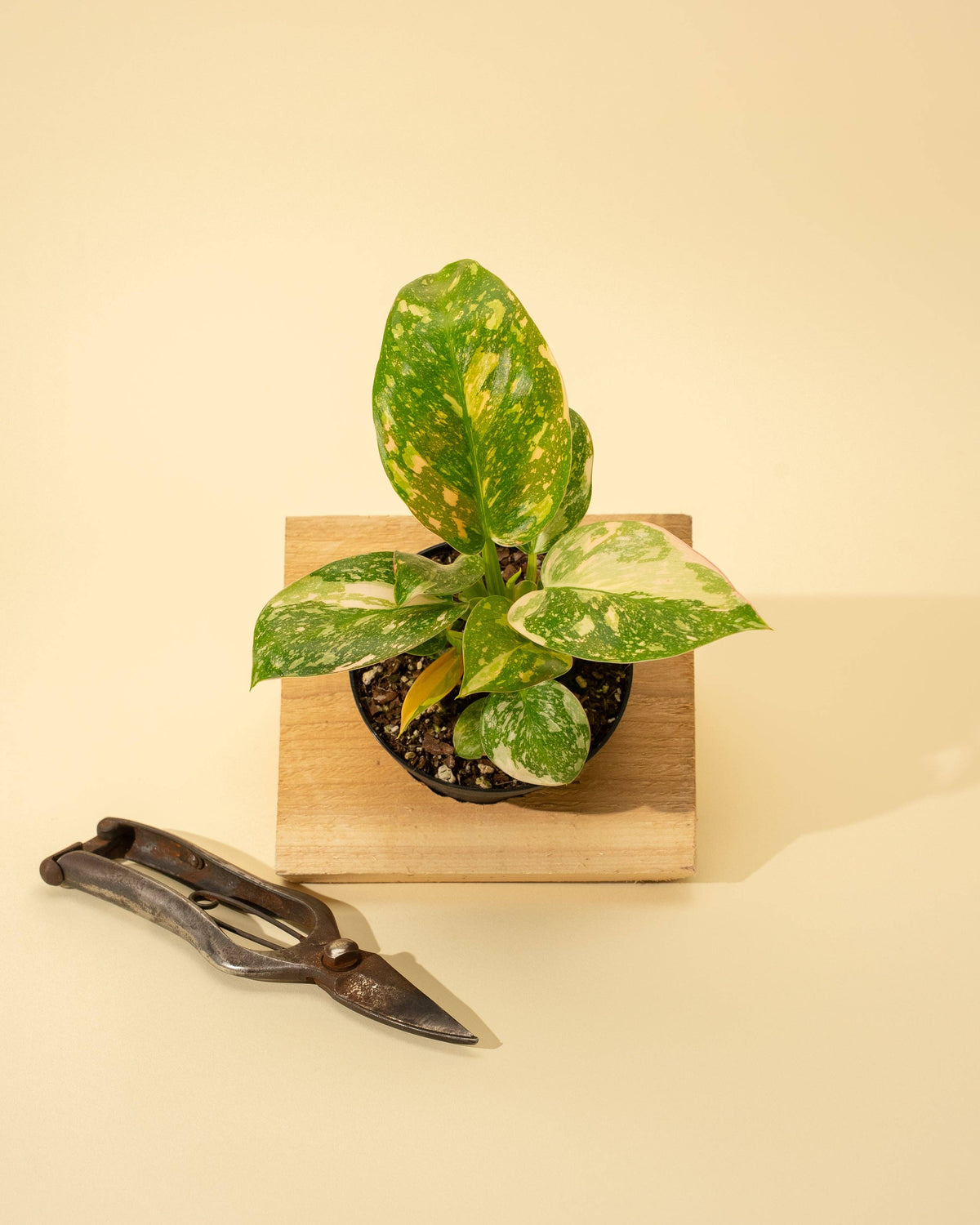 Philodendron Green Congo 'Copper Flame' Variegated