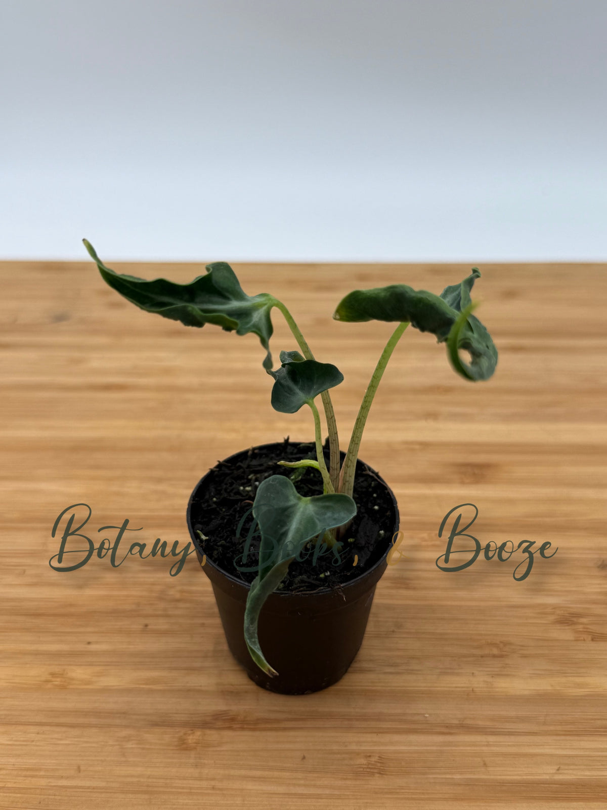 Alocasia Loco