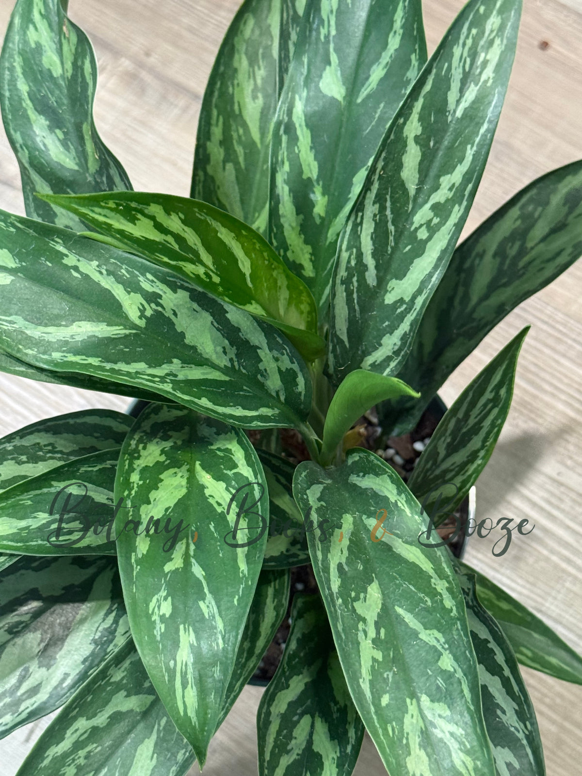 Aglaonema Tigress